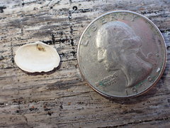 Cryptomya californica