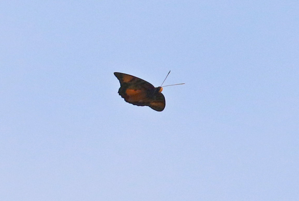 Charaxes jolybouyeri