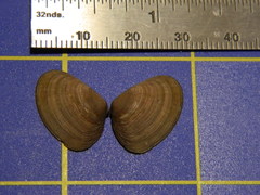 Donacidae
