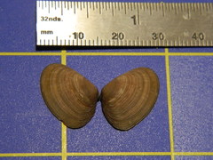Donacidae