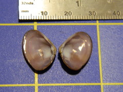 Donacidae