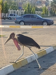 Leptoptilos crumenifer