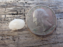 Cryptomya californica