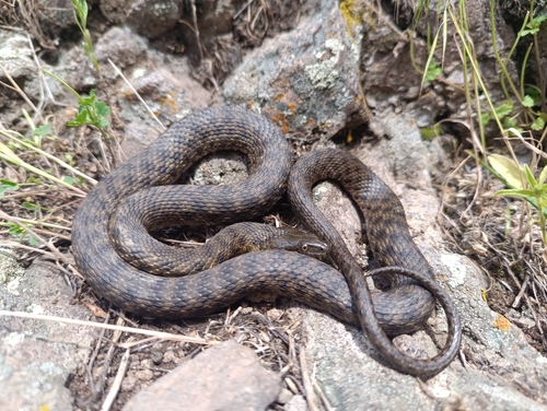 Tessellated Water Snake