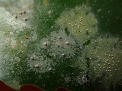 Calopadia subcoerulescens