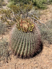 Ferocactus wislizeni