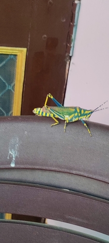 Painted Grasshopper