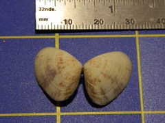 Donacidae