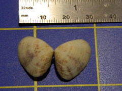 Donacidae