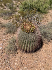 Ferocactus wislizeni
