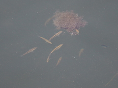 Gasterosteus aculeatus