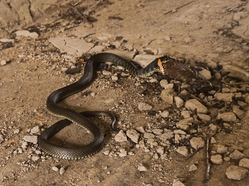 grass snake