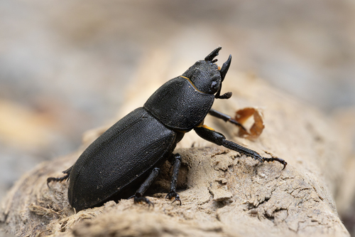 Lesser Stag Beetle, photo 5 of 10