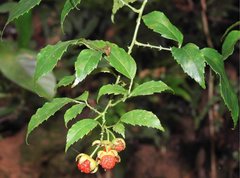 Rubus leucanthus