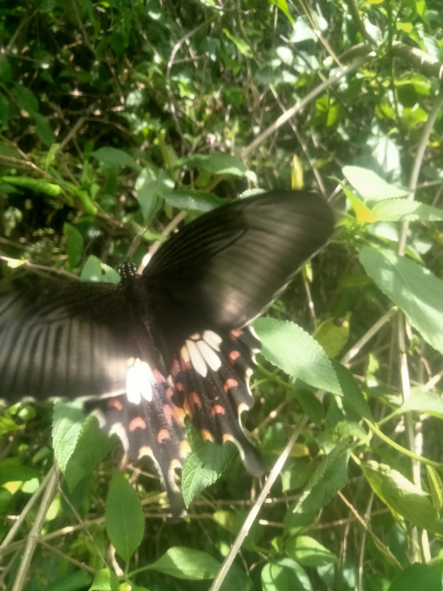 Common Mormon
