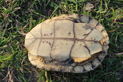 Trachemys venusta cataspila