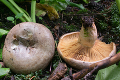 Lactarius circellatus