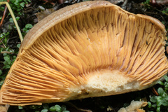 Lactarius circellatus
