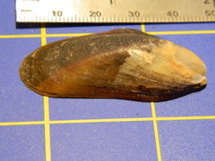 Modiolus modiolus