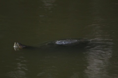 Trachemys venusta cataspila