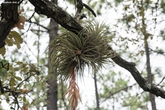 Tillandsia erubescens