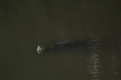 Trachemys venusta cataspila