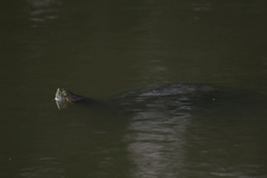 Trachemys venusta cataspila