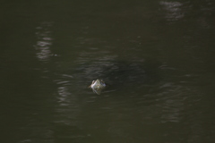 Trachemys venusta cataspila