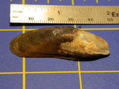 Modiolus modiolus