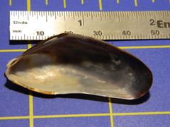 Modiolus modiolus
