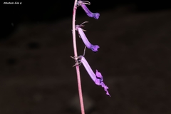 Lobelia sinaloae