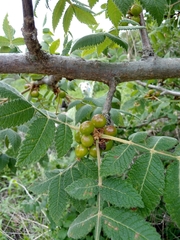 Bursera cuneata