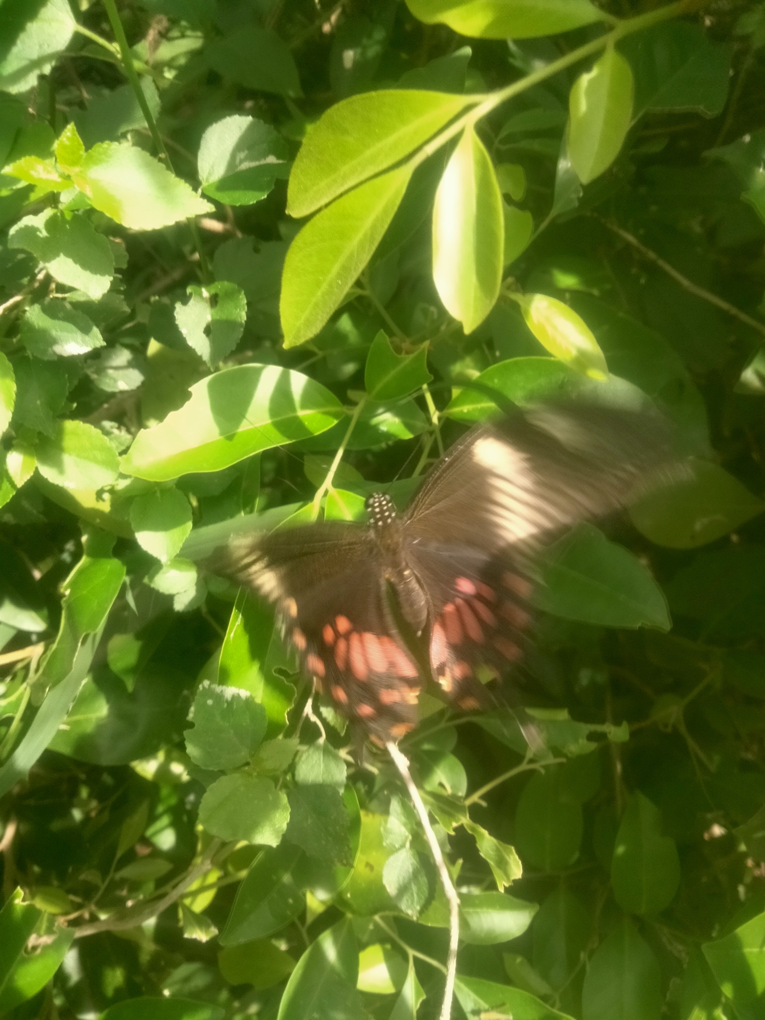 Common Mormon