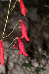 Penstemon plagapineus