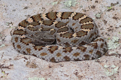 Crotalus cerberus