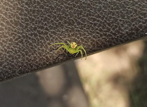 Triangle Crab Spider