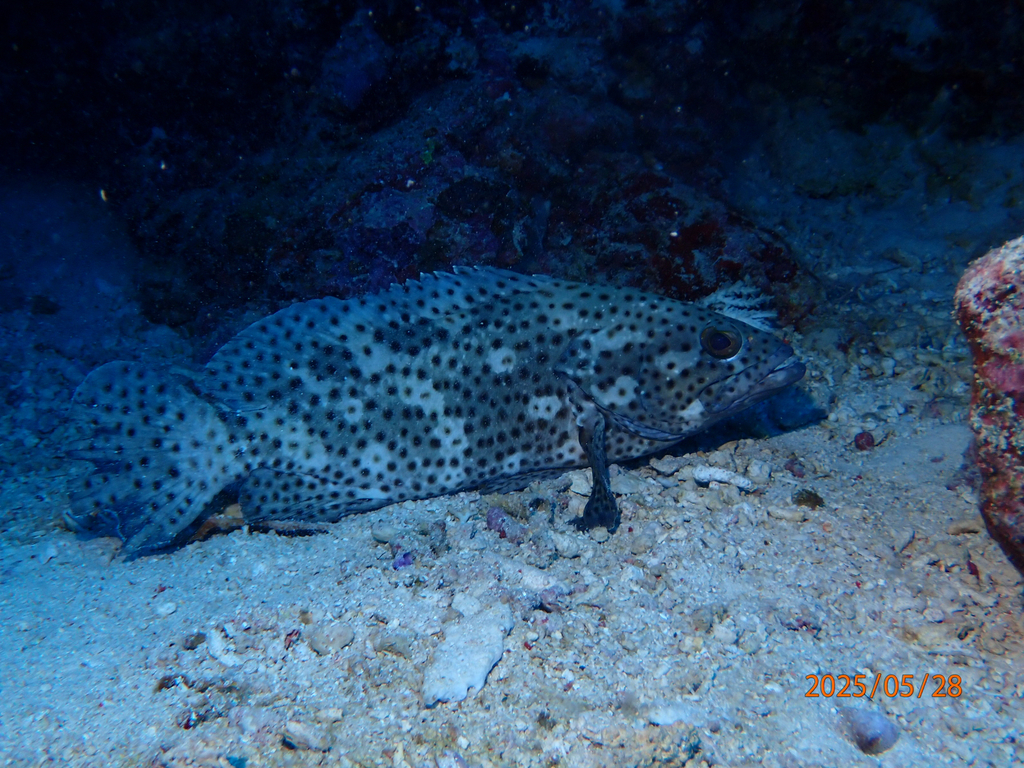 Coral grouper