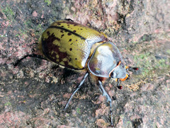 Dynastes hyllus