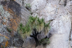Nolineae