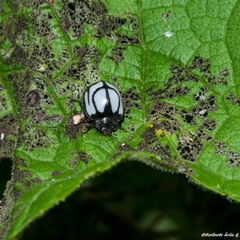 Epilachna nigrocincta