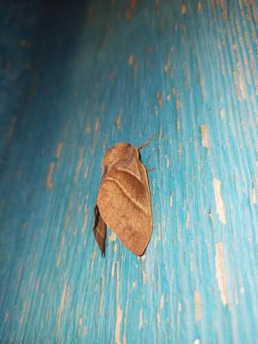 Fox Moth