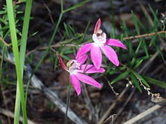 Caladenia quadrifaria