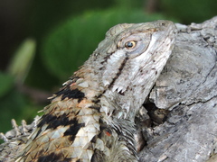 Sceloporus olivaceus