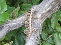 Sceloporus olivaceus