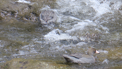 Hymenolaimus malacorhynchos