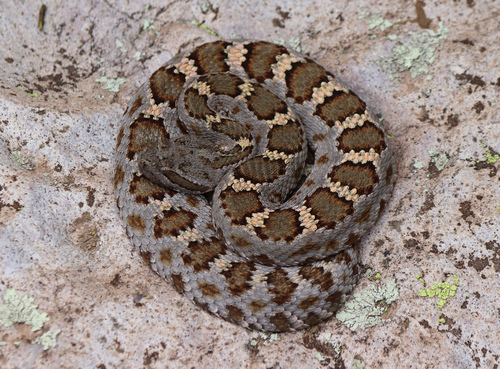 Arizona Black Rattlesnake