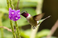 Calliphlox amethystina