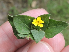 Calyptocarpus vialis