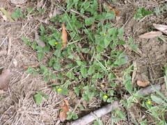 Calyptocarpus vialis