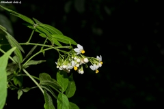 Solanum appendiculatum